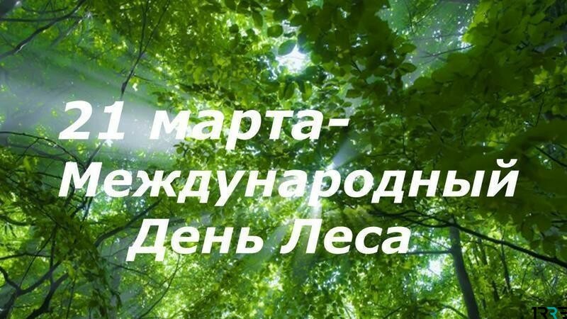 21 марта во всем мире отмечается Международный день лесов.