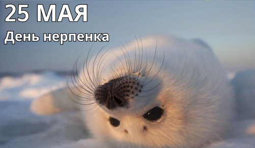 25 мая– День нерпенка