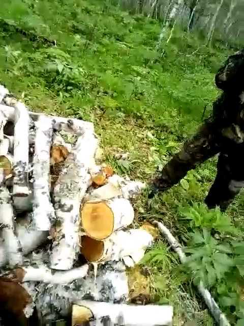 За незаконную рубку лесных насаждений задержан житель Усть-Большерецкого района